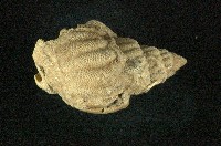 藏品(花織紋螺)的圖片